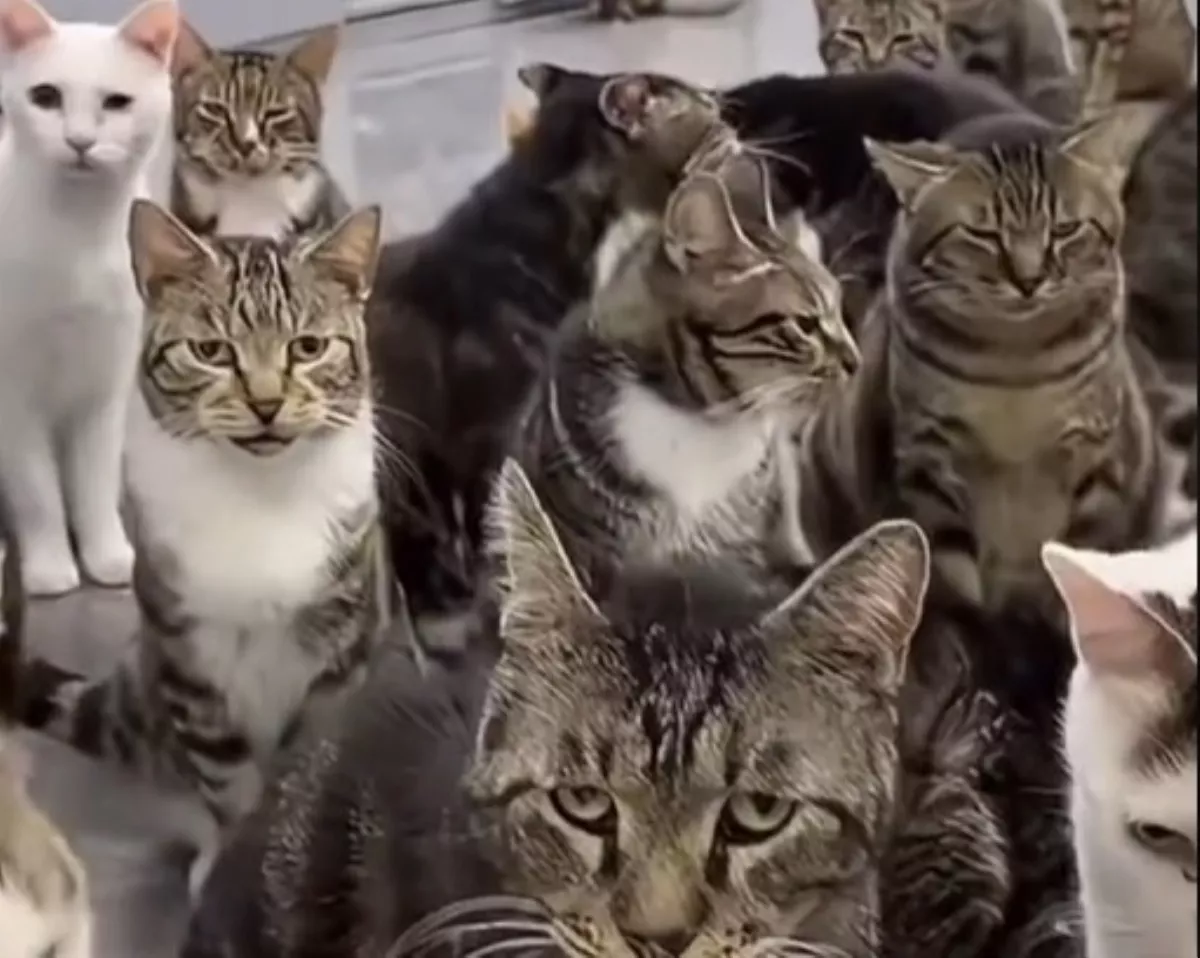 颱風開門讓浪貓躲雨！沒想到進來20隻